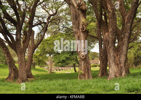 Raintree (albizia Saman) Wald, Townsville, Queensland, Australien Stockfoto