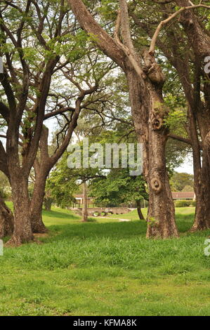 Raintree (albizia Saman) Wald, Townsville, Queensland, Australien Stockfoto