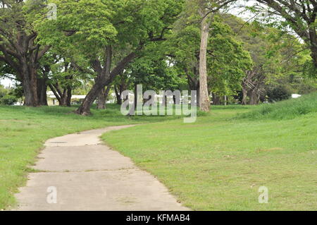 Raintree (albizia Saman) Wald, Townsville, Queensland, Australien Stockfoto