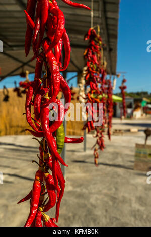 Rote Chilis trocknen in der Sonne und zum Verkauf an die Landwirte am Straßenrand stand. Vieste und den Gargano Nationalpark. Italien. Stockfoto