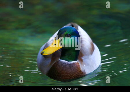 Wildente Stockfoto