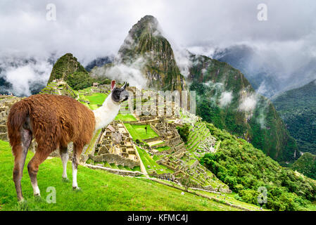 Machu Picchu, Peru - die Ruinen von Inca Empire City und Lama Tier, in der Region Cusco und tolle von Südamerika. Stockfoto