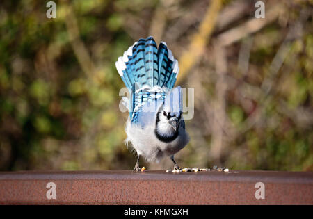 Blue Jay Bird, Samen, die durch Besucher entlang der Reling der Natur Wanderweg der Royal Botanical Gardens in Burlington, Ontario, Kanada links Essen Stockfoto