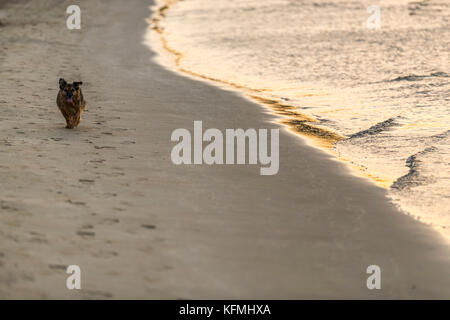 Hund am Strand. Vieste und den Gargano Nationalpark. Italien. Stockfoto