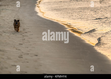 Hund am Strand. Vieste und den Gargano Nationalpark. Italien. Stockfoto