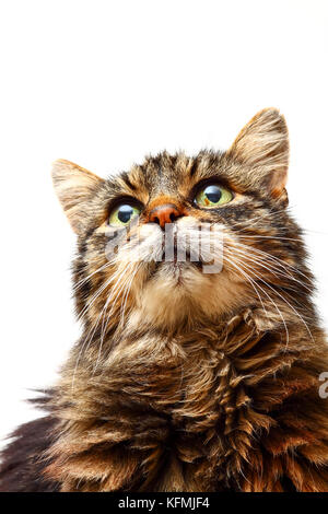 Nahaufnahme einer inländischen tabby Katze auf einem weißen Hintergrund isoliert Stockfoto