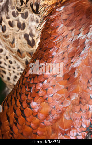 Nahaufnahme Makroaufnahme von Fasan mit Feder Muster ausgeschlossen. Spiel Vögel nach schießen. Stockfoto