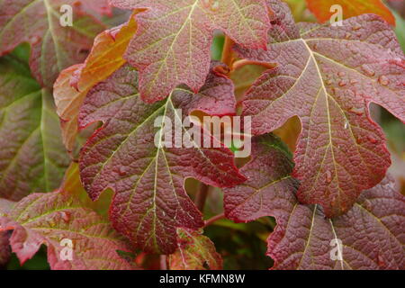 Hydrangea quercifolia "Burgundy", eine Eiche-leaved Hortensie, Anzeigen herbstliche tief rot Laub in einem Englischen Garten Stockfoto