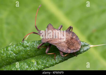 Dock Bug (Coreus Marginatus) ruht auf Thistle Blatt. Tipperary, Irland Stockfoto