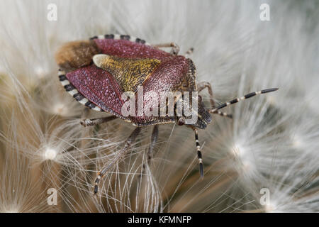 Behaart (Dolycoris baccarum Shieldbug) auf Thistle. Tipperary, Irland Stockfoto