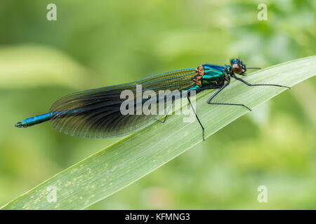 Männliche gebändert Demoiselle Damselfly (Calopteryx splendens) auf einem Grashalm thront. Tipperary, Irland Stockfoto