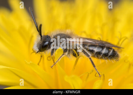 Sandkasten Bergbau Biene männlich (Andrena barbilabris) auf Löwenzahn. Tipperary, Irland Stockfoto