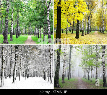 Vier Jahreszeiten der Zeile Birken - Sommer, Herbst, Winter und Frühjahr. Stockfoto