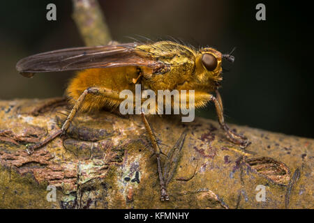 Gelb Mist Fliegen (Scathophaga Stercoraria) auf Ast. Tipperary, Irland Stockfoto