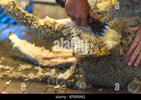 Schafe werden auf Kangaroo Island, Südaustralien abgeschert. Stockfoto
