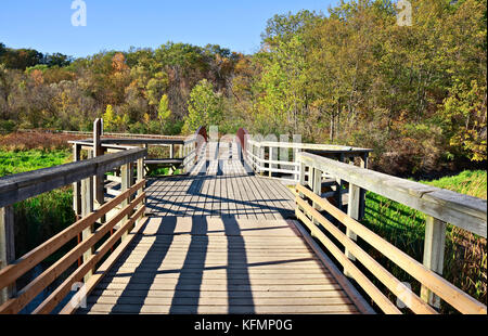 Schleifstein Marsh Trail durch Sümpfe und Wald im Royal Botanical Gardens in Burlington, Ontario, Kanada an sonnigen Herbsttag Stockfoto