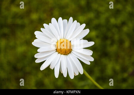 Einzelne weiße Blüten der Kamille (Daisy). natürlichen, grünen Hintergrund verschwommen. Stockfoto