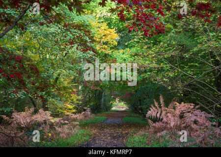 Herbst Wald landschaft in Alice holt Wald in der South Downs National Park in Hampshire, Großbritannien Stockfoto