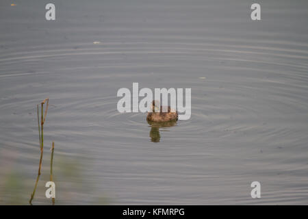 Auch ein zwergtaucher (tachybaptus ruficollis), bekannt als dabchick Vorbereitung zum Tauchen für Lebensmittel. Stockfoto