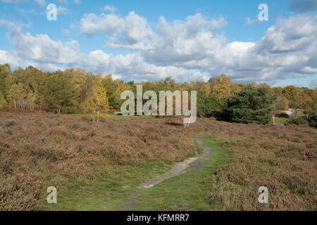 Heide Landschaft im Herbst in Frensham großen Teich in Surrey, UK, mit blauem Himmel Stockfoto