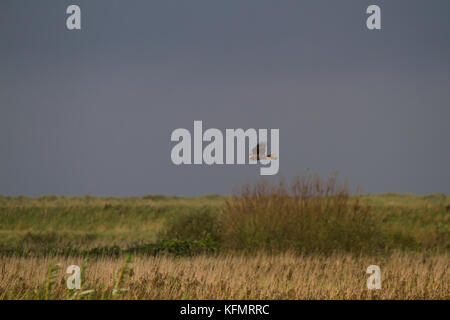 Eine weibliche Rohrweihe (Circus aeruginosus) auf der Jagd nach Beute über ein Rohr, ein Bett mit einem dunklen Himmel im Hintergrund. Stockfoto