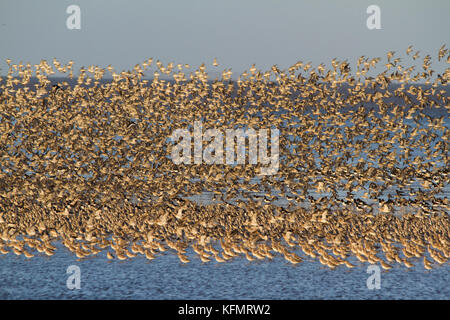 Eine große Anzahl von Vögeln murmurating auf der Küste von Norfolk. Stockfoto