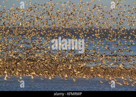 Eine große Anzahl von Vögeln murmurating auf der Küste von Norfolk. Stockfoto