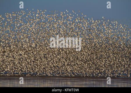 Eine große Anzahl von Vögeln murmurating auf der Küste von Norfolk. Stockfoto