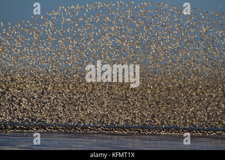 Eine große Anzahl von Vögeln murmurating auf der Küste von Norfolk. Stockfoto