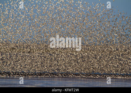 Eine große Anzahl von Vögeln murmurating auf der Küste von Norfolk. Stockfoto