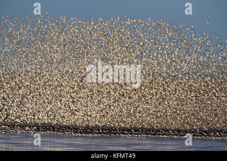 Eine große Anzahl von Vögeln murmurating auf der Küste von Norfolk. Stockfoto