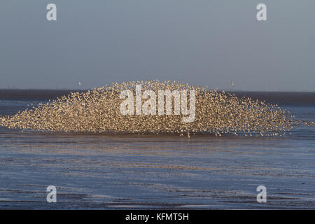 Eine große Anzahl von Vögeln murmurating auf der Küste von Norfolk. Stockfoto