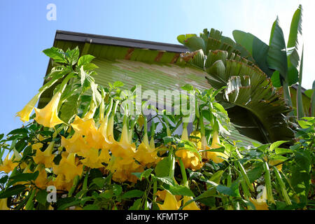 Gelbe Engelstrompeten oder Angel's trumpet blühender Strauch wächst außerhalb eines Hauses in Frogtown, Los Angeles, Südkalifornien, USA KATHY DEWITT Stockfoto