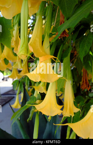 Gelber Brugmansia oder Engel Trompete blühenden Strauch wächst in Frogtown, Los Angeles, Südkalifornien, USA KATHY DEWITT Stockfoto