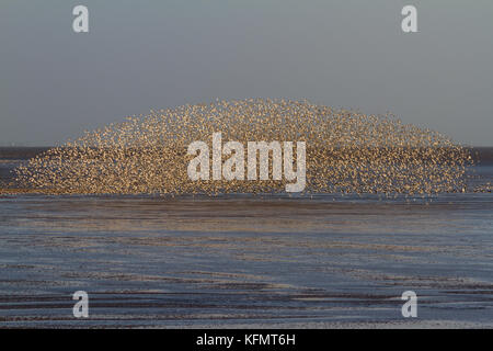 Eine große Anzahl von Vögeln murmurating auf der Küste von Norfolk. Stockfoto