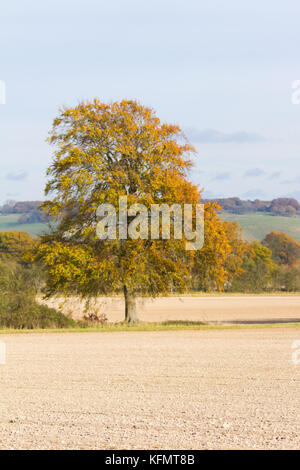 Ein einsamer Buche (Fagus) in den Furchen des Feldes auf der Chiltern Hills Stockfoto