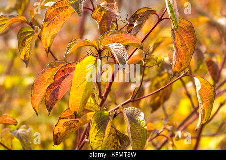 Close-up of leaves turning golden colours in the autumn season Stockfoto