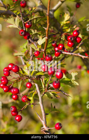 Weißdorn-Beeren, wie hawberries vom Strauch Weißdorn (Crataegus), auch genannt wird und Weißdorn, thornapple Mai-Baum bekannt Stockfoto