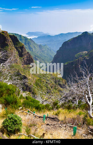 Weiße Bäume durch Feuer beschädigt entlang der Wanderroute von Pico do Arieiro nach Pico Ruivo, Madeira, Portugal Stockfoto