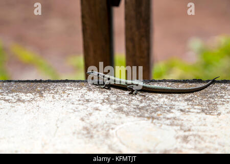 Madeira wand Lizard (Lacerta dugesii) stehend auf eine Betonwand in Achada do Teixeira, Madeira, Portugal Stockfoto