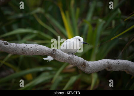 Weiß Noddy, gygis Alba oder weiße Seeschwalbe Stockfoto