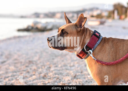 Glücklich gesund Grube Stier Terrier Hund am Strand Stockfoto