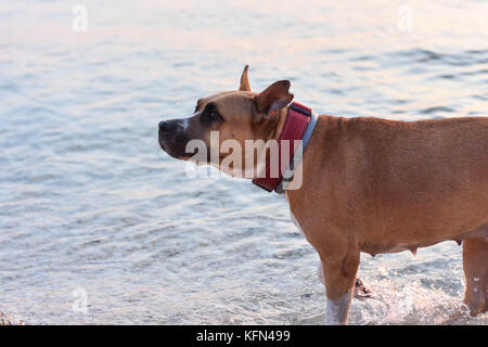 Glücklich gesund Grube Stier Terrier Hund am Strand Stockfoto