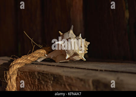Sea Shell Festlegung auf das Muster einer Verwitterten und vintage Holz Tisch Stockfoto