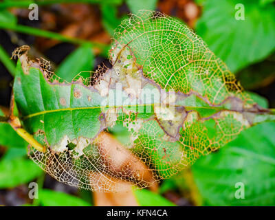 Grünes Blatt-Textur mit sichtbaren Spaltöffnungen der äußeren Epidermis