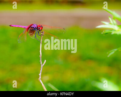 Rote Libelle sitzt auf dem Trockenen Zweig Stockfoto