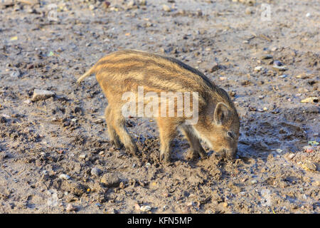 Mitteleuropäisches Wildschwein (Sus scrofa) squeaker, junge Tier, auch Schwarzwild oder Eurasische Wildschwein bekannt, Nahrungssuche im Schlamm, Deutschland Stockfoto