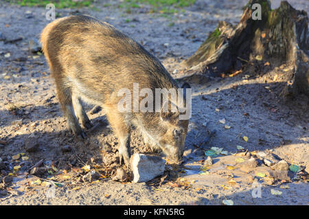 Mitteleuropäisches Wildschwein (Sus scrofa) squeaker, junge Tier, auch Schwarzwild oder Eurasische Wildschwein bekannt, Nahrungssuche im Schlamm, Deutschland Stockfoto