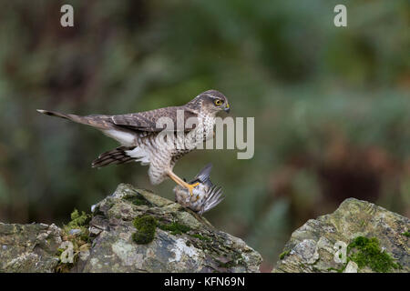 Jugendkriminalität weiblichen Sperber (Accipiter nisus) mit frisch gefangenen Beute Stockfoto