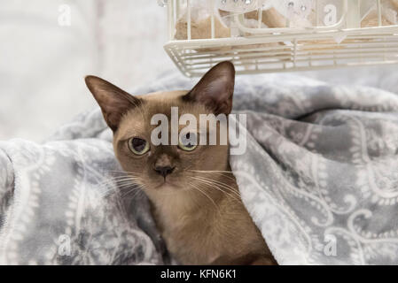 NEC, Birmingham, West Midlands, UK. 28. Oktober 2017. Im Bild:/Hunderte von Katzen und ihre Besitzer nehmen an der 41. Obersten Cat Show in der Nati gehalten Stockfoto